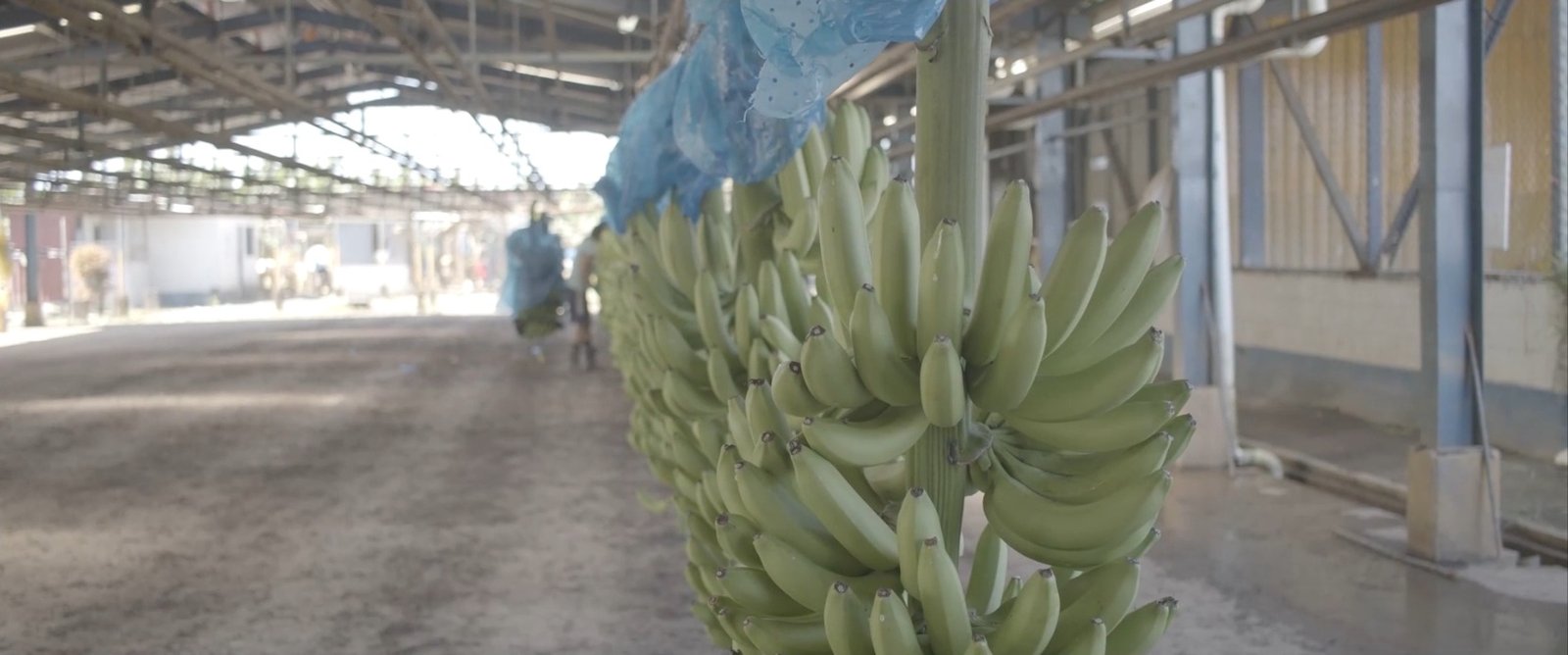 Bananos Premium Castifrut